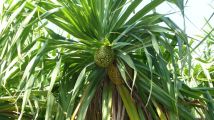 Die Palme der maledivische Ananas.