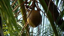 Die Frucht der maledivische Ananas.