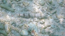 Sand-Eidechsenfisch