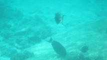 Gelbklingen-Nasendoktorfisch und Achselklappen-Doktorfische