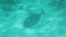 Kurznasen-Doktorfisch