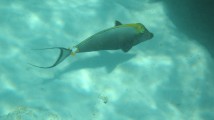 Gelbklingen-Nasendoktorfisch
