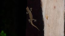 Gecko