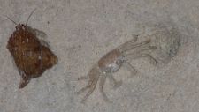 Einsiedlerkrebs mit Krabbe